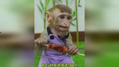 猴哥吃角瓜视频,趣味盎然吃角瓜