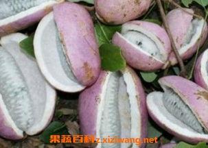 新娘子吃八月瓜视频大全,甜蜜瞬间尽收眼底