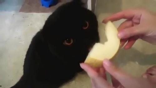 黑猫可以吃哈密瓜吗视频,揭秘猫咪的饮食习惯