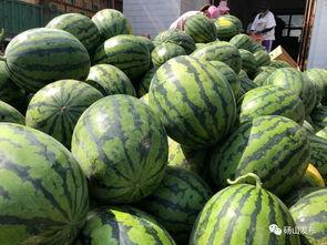 砀山吃瓜最新消息新闻视频,最新视频揭秘惊人内幕