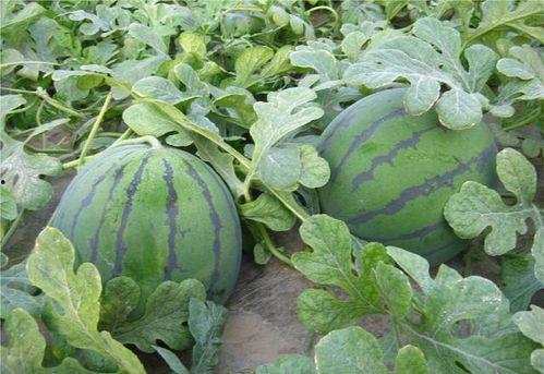 乾隆吃瓜最新视频,揭秘宫廷版“瓜界风云”