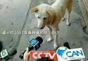 卧槽吃瓜视频下载安装