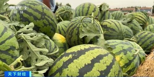 网上流传的镇平吃瓜视频,一场网络热传的乡村狂欢