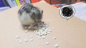 仓鼠的吃瓜视频,萌宠美食大揭秘