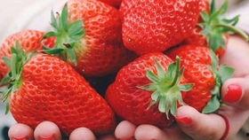 草莓视频无限吃瓜,无限吃瓜，畅享娱乐狂欢