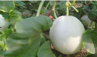 柯基吃白兰瓜好吗视频,萌宠美食体验分享