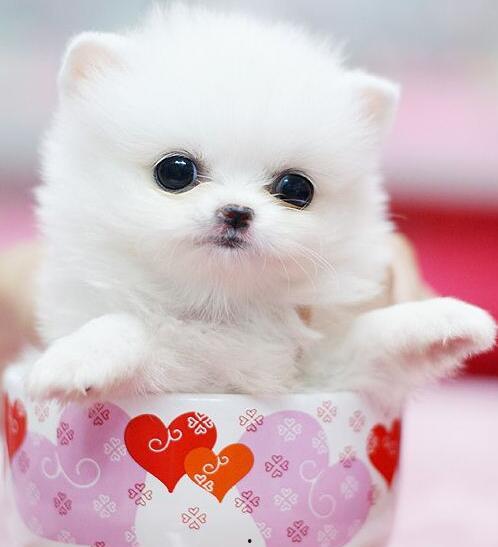 茶杯犬吃哈密瓜会死吗视频,生命安全堪忧！